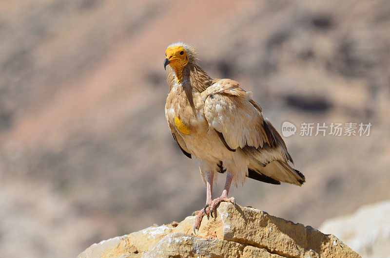 埃及秃鹫(Neophron Percnopterus)坐在岩石上